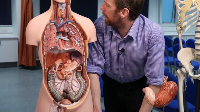 Blood supply to the stomach, the coeliac trunk (anatomy) смотреть онлайн