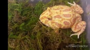 Как по ночам квакают украшенные лягушки рогатки