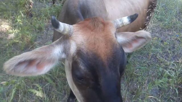 Наша Джерсейская Корова С смотреть онлайн