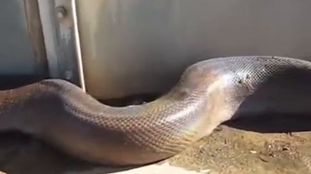 Пойман и убит самый длинный в мире питон, ЖЕСТЬ! смотреть онлайн