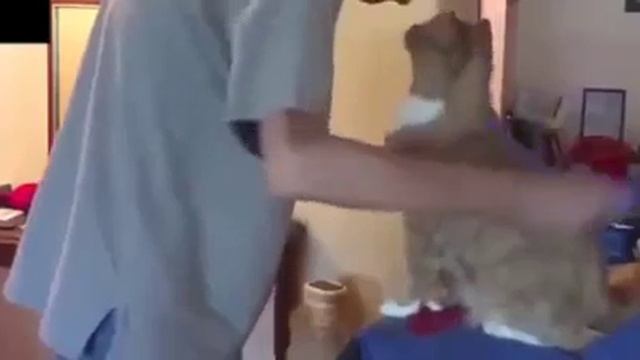 Как коты просят погладить их. ?. смотреть онлайн