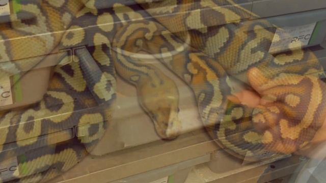 63 Of The Best Looking Ball Pythons смотреть онлайн