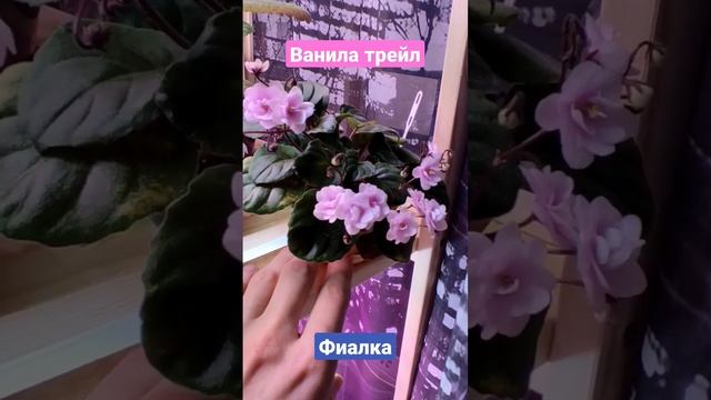 Фиалка Vanilla trail. смотреть онлайн