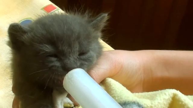 Спасаем котят - Серия 6 КОРМИМ КОТЯТ // Saving kittens FEEDING смотреть онлайн
