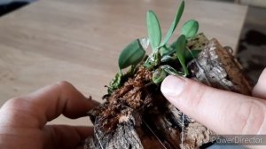 Dendrobium jenkinsii care and culture #CareCollab #orchids