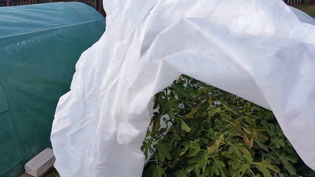 Инжир в траншее. Подведение итогов 6 октября 2018 смотреть онлайн