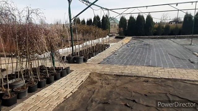 14 горшков за 6500.Питомник растений, декоративные кусты смотреть онлайн