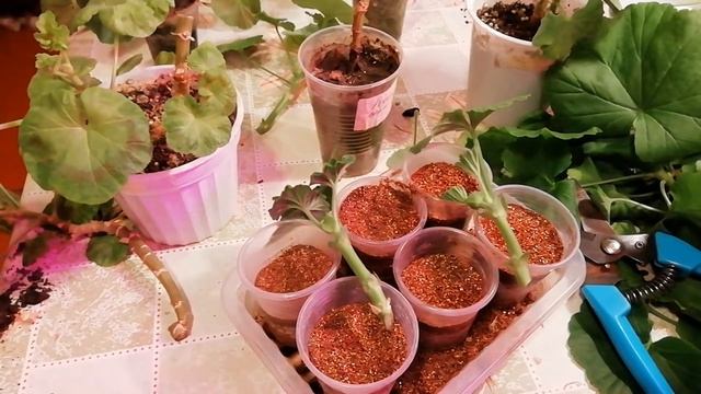 ВЕСЕННЕЕ ЧЕРЕНКОВАНИЕ ПЕЛАРГОНИИ. смотреть онлайн