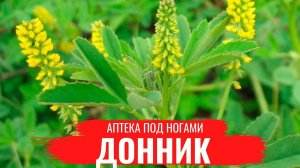 ДОННИК / О правилах сбора, нюансах заготовки и приготовлении полезных настоев / Аптека под ногами