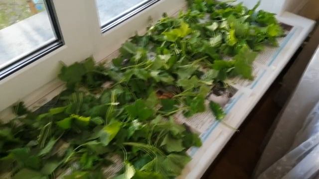 Лист смородины – подарок природы смотреть онлайн