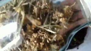 Как  вырастить тысячелистник дома???