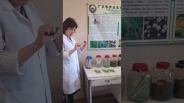 Кыргызстанда өндүрүлгөн энтомофаг габрабракон смотреть онлайн
