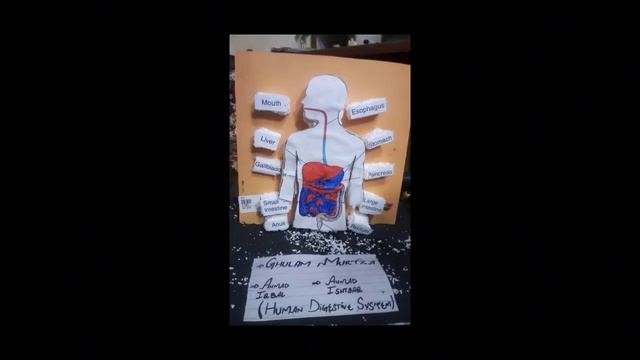 Human Digestive System | 8th | Excel School | смотреть онлайн