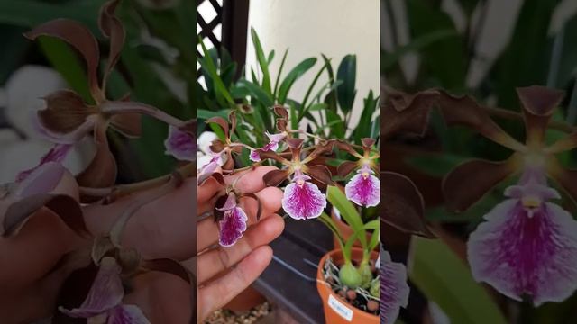 How I Grow my Encyclia Orchid, Enc. Nursery Rhyme 'Genesis' смотреть онлайн