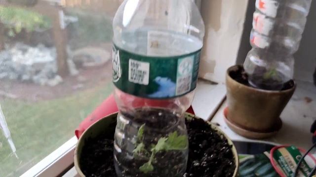 Delphinium elatum propagation смотреть онлайн