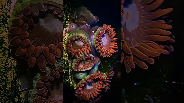 Zoanthus sp. Fire and Ice - Зоантус Лёд и пламя #aquarium #marine #coral #coralreef смотреть онлайн