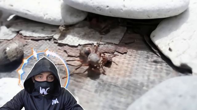 Никогда Не Засовывайте Руку в Отрубленную Голову Рыбы. Животные, Пойманные Живыми без Тела смотреть онлайн