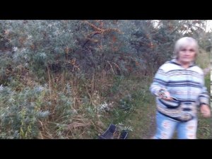 Облепиха. Когда и как её собирать.