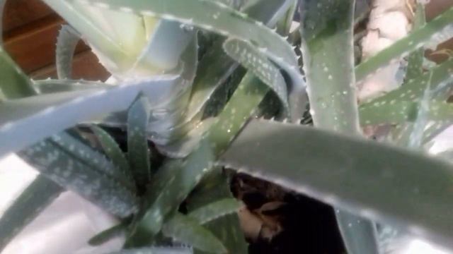 Единственный,  любимый и так необходимый!  Простой,  доступный и неприхотливый!