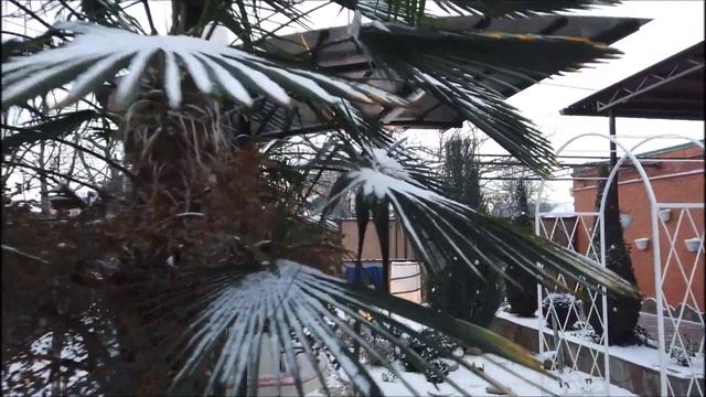 -9 Пальмы без укрытия! смотреть онлайн