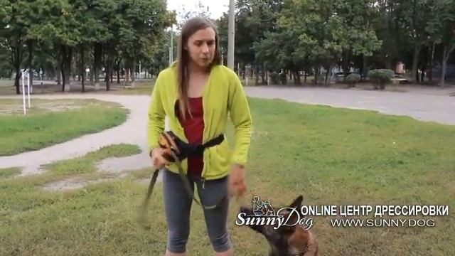 послушание на улице Дрессировка при собаках или пес рвется к собакам как отучить смотреть онлайн