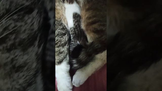 кошка родила котят 🐈🐈🐈 смотреть онлайн