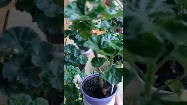 Обзор тюльпановидных пеларгоний. зимнее цветение. смотреть онлайн