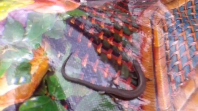 Самая большая ящерица в мире смотреть онлайн