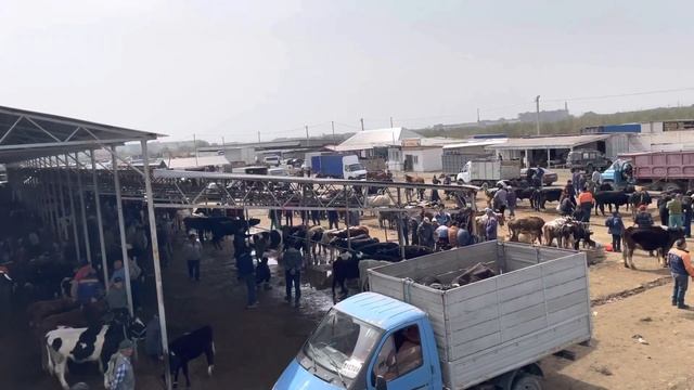 Тараз мал базар 10.04.2022 смотреть онлайн