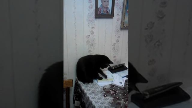 Кошка играет резинкой смотреть онлайн