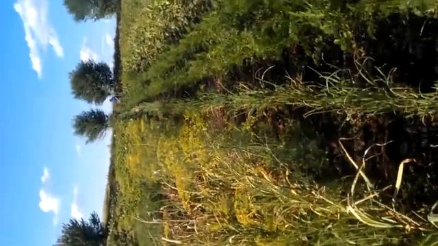 Розпылитель для полива грядок, огорода из пластиковой бутылки смотреть онлайн