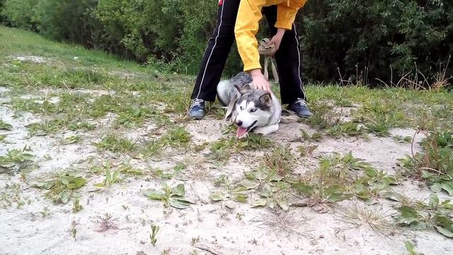 Хася (3 часть) смотреть онлайн