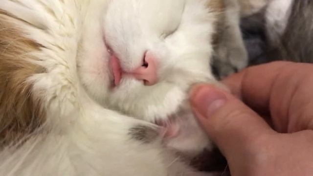 Сладкие котики ☺️ Кошачье сонное царство! смотреть онлайн