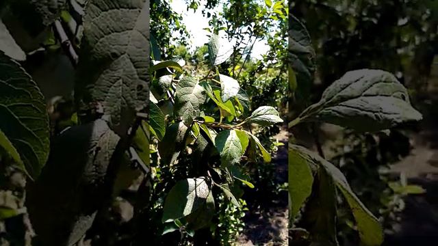 Экоситстема "Человек". смотреть онлайн