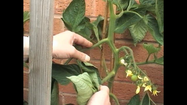 Tending The Tomato Plants смотреть онлайн