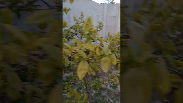 Хурма Мечта Никополя начало вегетации смотреть онлайн