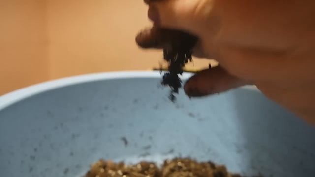 КАК ПРАВИЛЬНО ПЕРЕСАДИТЬ БЕГОНИЮ МЭСОНА, смотреть онлайн