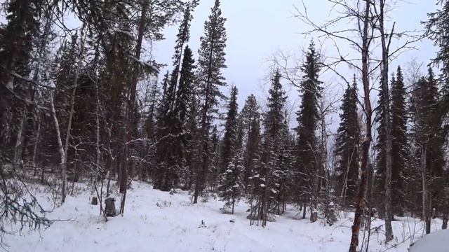 ОХОТА В ГУСТОМ ЛЕСУ / ТАЙГА КОМИ РЕСПУБЛИКИ / КРАЙНИЙ СЕВЕР. смотреть онлайн