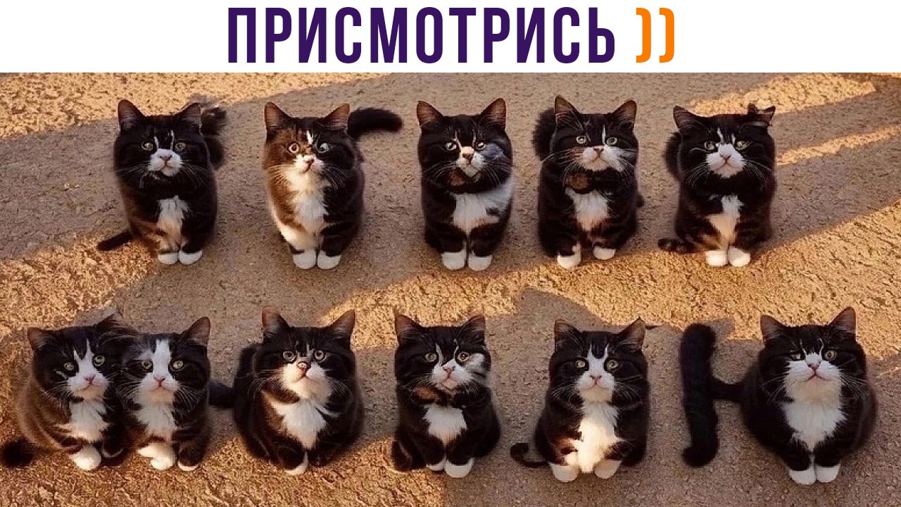 ПРИСМОТРИСЬ! ))) | Приколы с котами | Мемозг 1327 смотреть онлайн