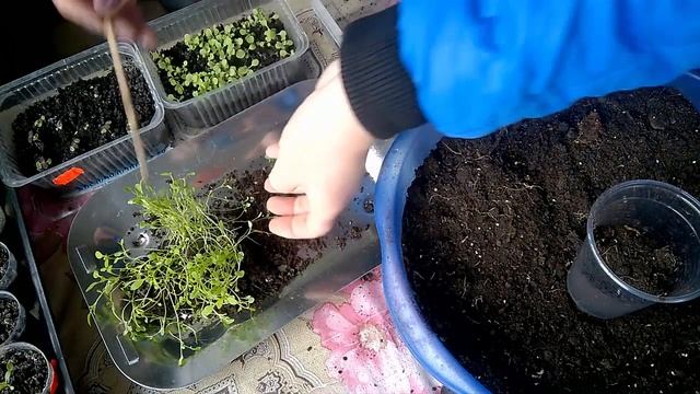 Пикировка НЕМЕЗИИ / ОШИБКИ при посеве семян. смотреть онлайн