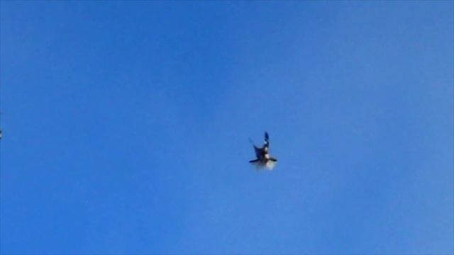 Полеты николаевских голубей 13.11. 2022 телефон +380988140345 смотреть онлайн
