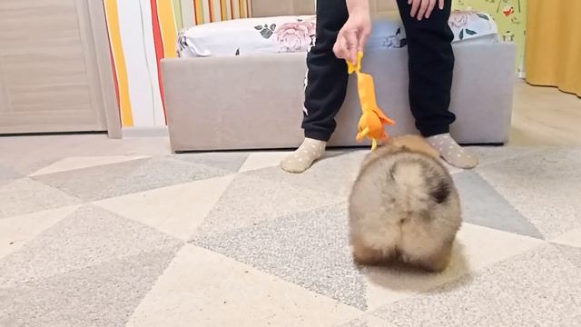 Бруно 2,5 месяца. Написать прямо сейчас 📱 https://api.whatsapp.com/send?phone=79501777024 смотреть онлайн