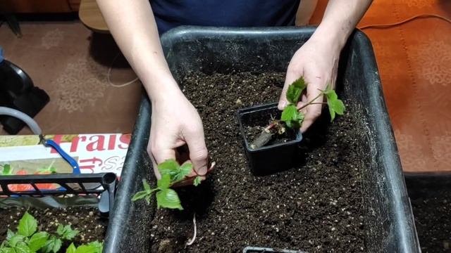 Делаем саженцы ежевики. смотреть онлайн
