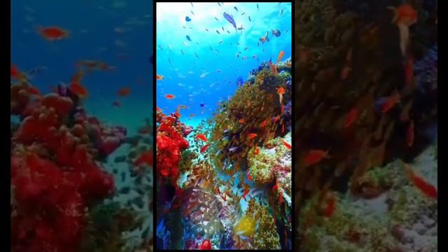 Жизнь в океане 🐠 смотреть онлайн