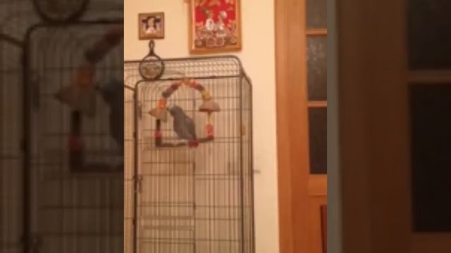 Покатушки на качелях смотреть онлайн