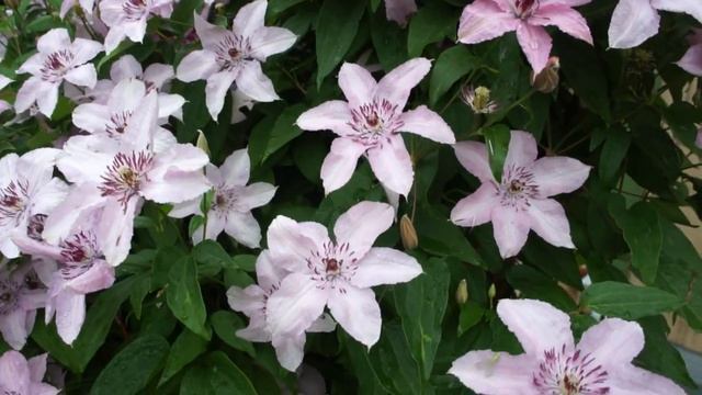 Клематис Хегли Хайбрид (Хегли Гибрид) смотреть онлайн