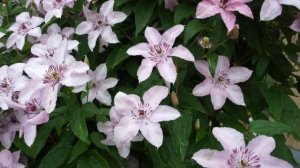 Клематис Хегли Хайбрид (Хегли Гибрид)