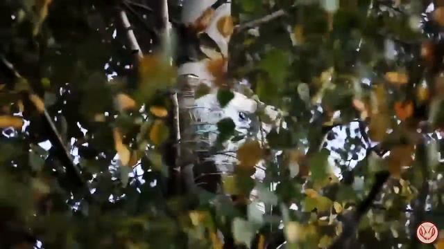Снял ловушку на пчёл. Ловил в завидовском парке. Московское море. Семена фацелии собрал на лето смотреть онлайн