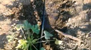 Проблемы при выращивании кустовых кабачков в открытом грунте