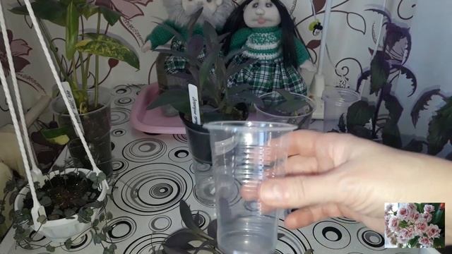 Комнатные цветы. смотреть онлайн